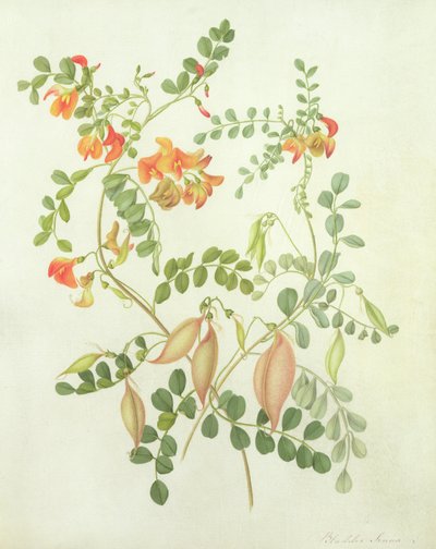 Colutea Arborescens Media by Matilda Conyers